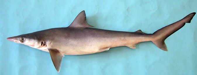 Rhizoprionodon acutus_08-jpg